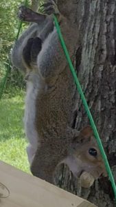 When do Squirrels Have Babies and How Many Are in a Litter? - Squirrels