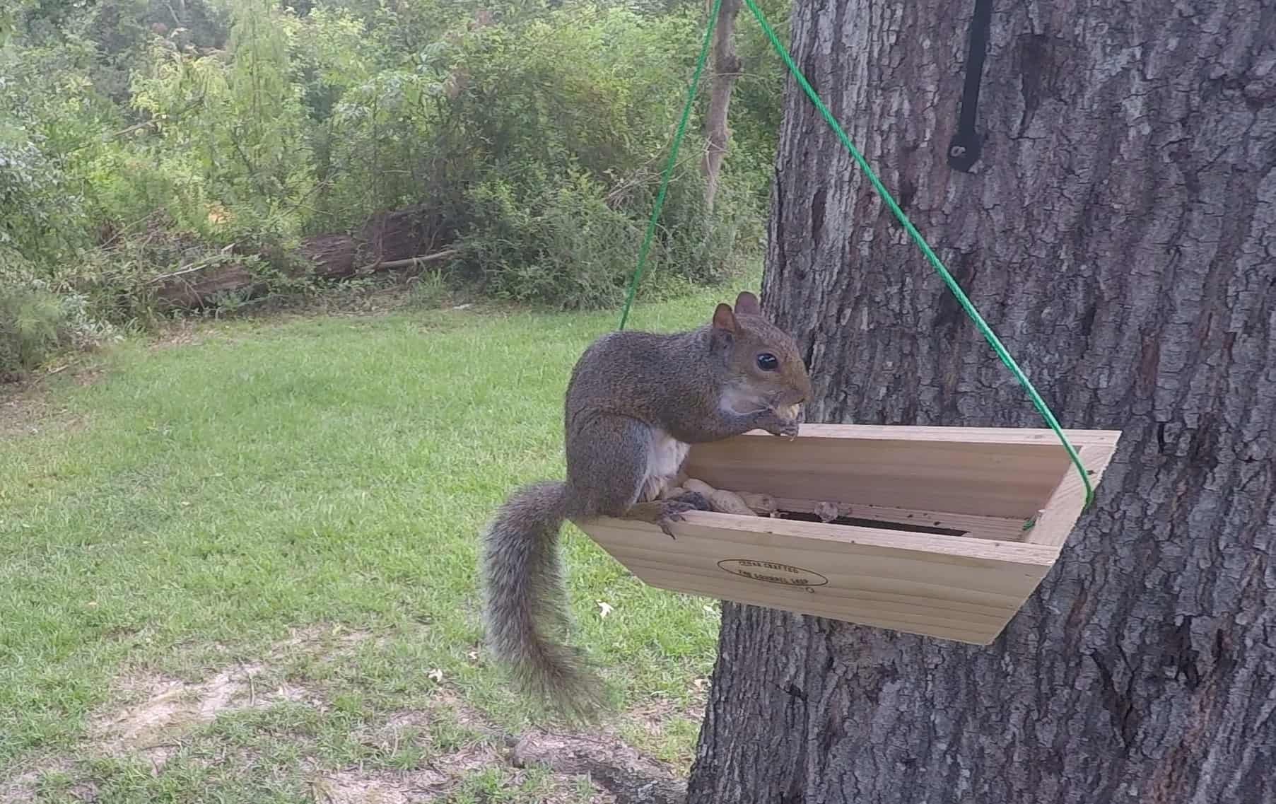 Squirrel Food: What Are The Best Things To Feed Squirrels?