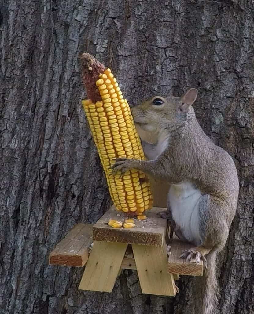 Squirrel Food: What Are The Best Things To Feed Squirrels?