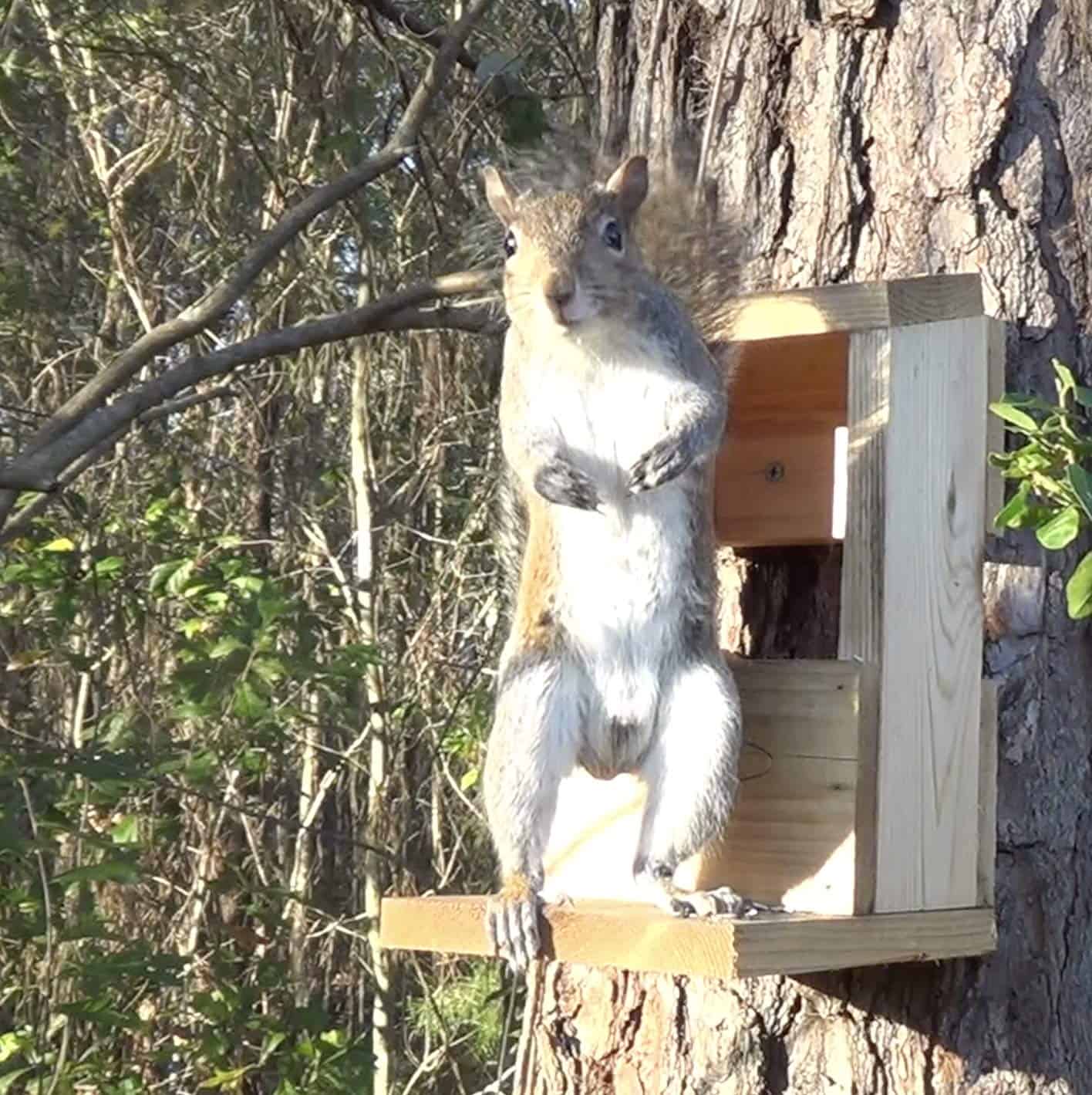 Squirrel Food: What Are The Best Things To Feed Squirrels?