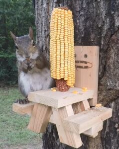 Do Squirrels Eat Corn? Is it Good for Them? - Squirrels at the Feeder