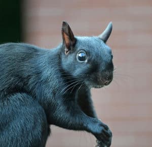 Black Squirrel Facts: Are They More Aggressive? - Squirrels at the Feeder