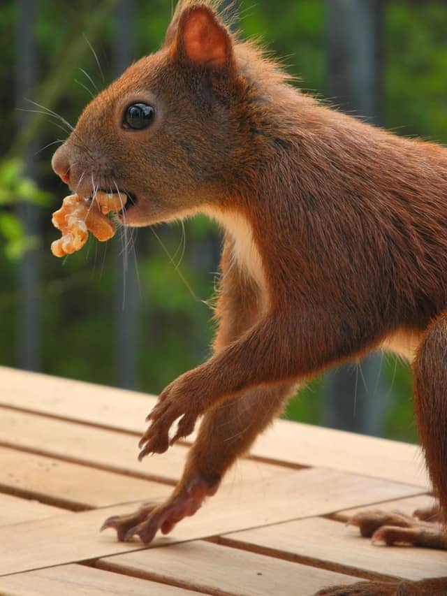 Do Squirrels Eat Meat? Are They Omnivores or Vegetarians?