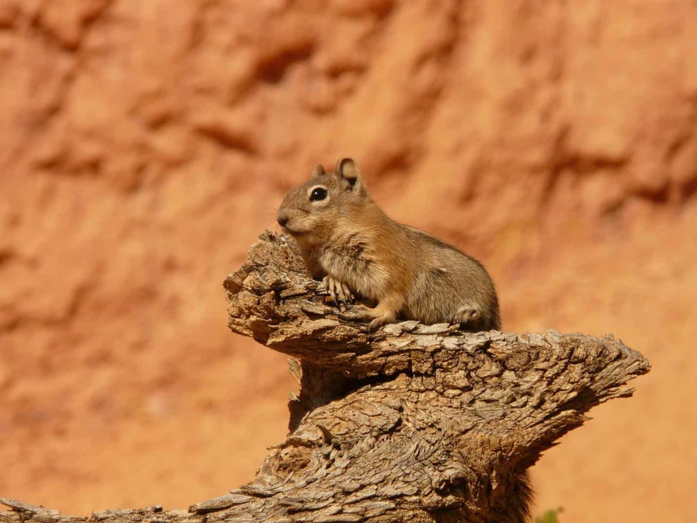 How Long Do Squirrels Live Up To 18 Years Whoop