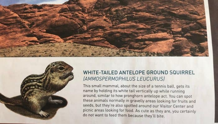 White Tailed Antelope Ground Squirrels (aka..Hiking in Las Vegas ...