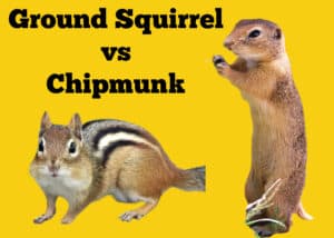 Chipmunks vs Squirrels: Size, Stripes and Ears! - Squirrels at the Feeder