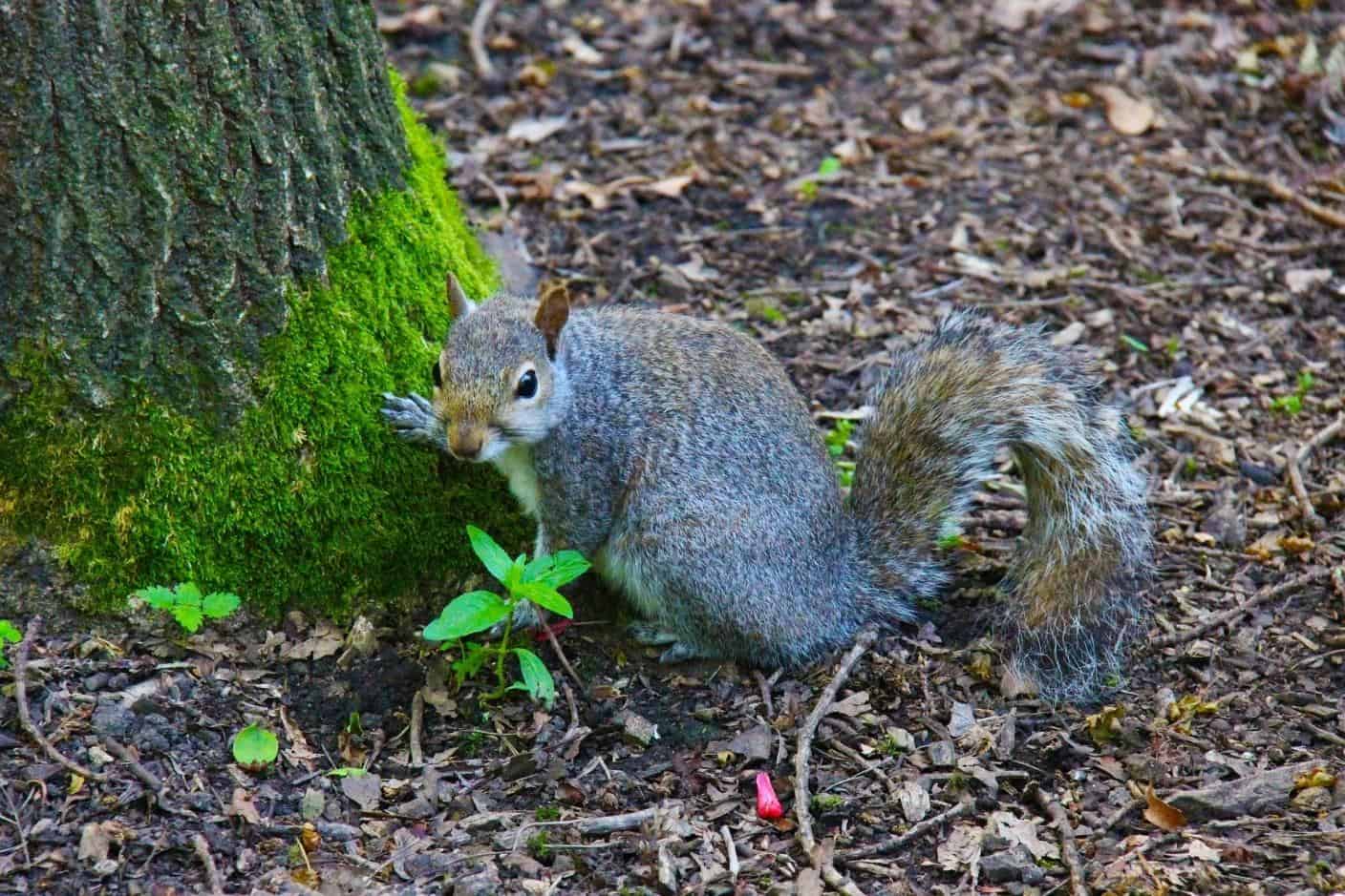 289 Types of Squirrels: The Ultimate Guide To All Squirrel Species in