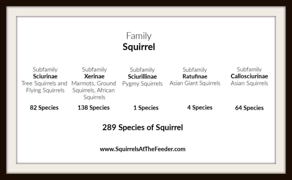 Types of Squirrels The Ultimate Guide To All 289 Species in The World!