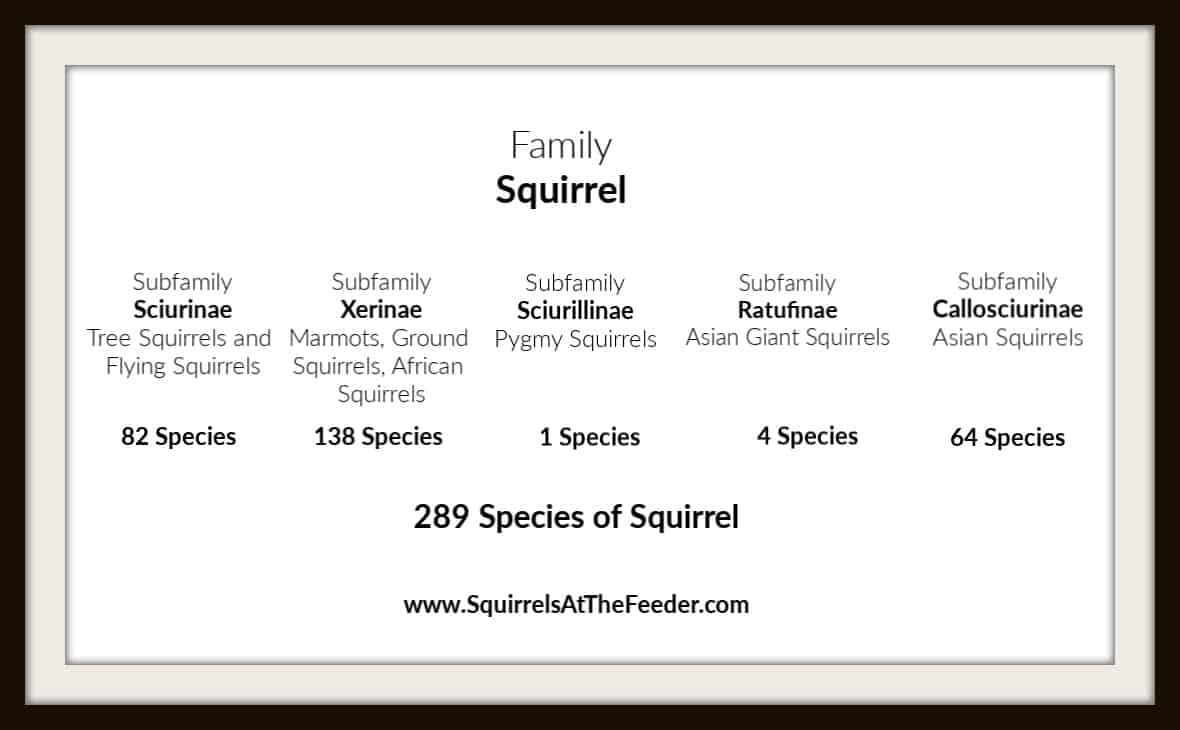 289 Types of Squirrels: The Ultimate Guide To All Squirrel Species in