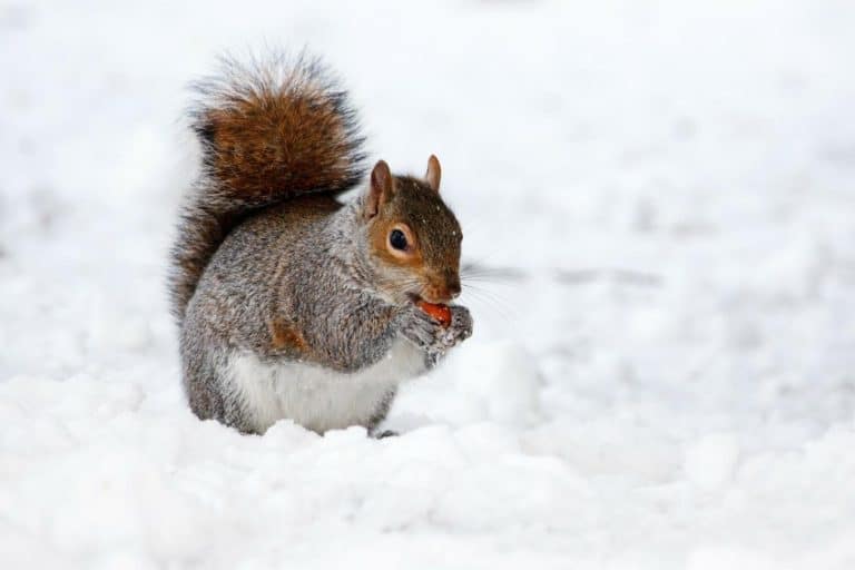 Where Do Squirrels Go in the Winter? How Do They Survive the Cold