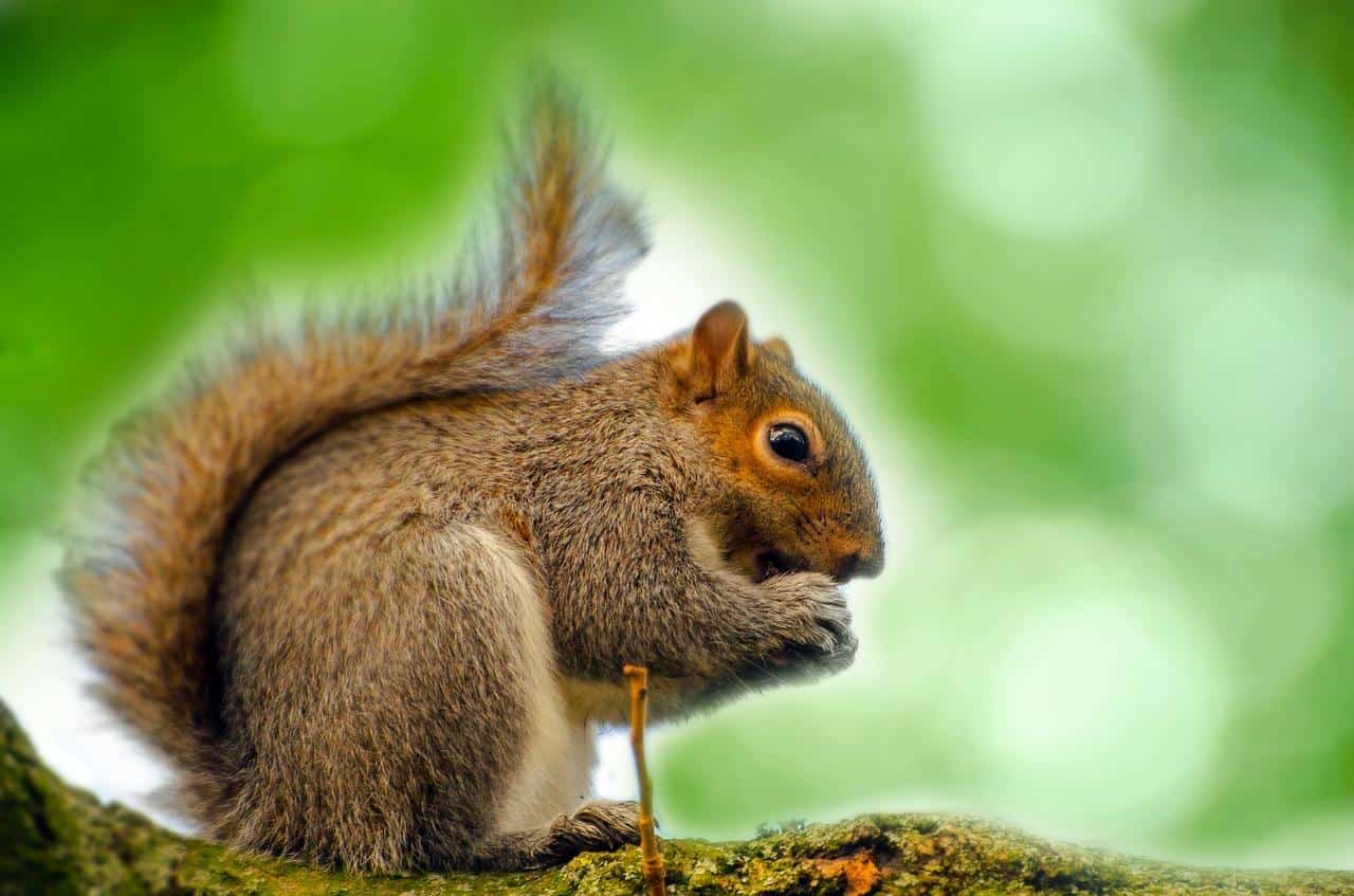 Are Squirrels Rodents and Related to Rats? - Squirrels at the Feeder