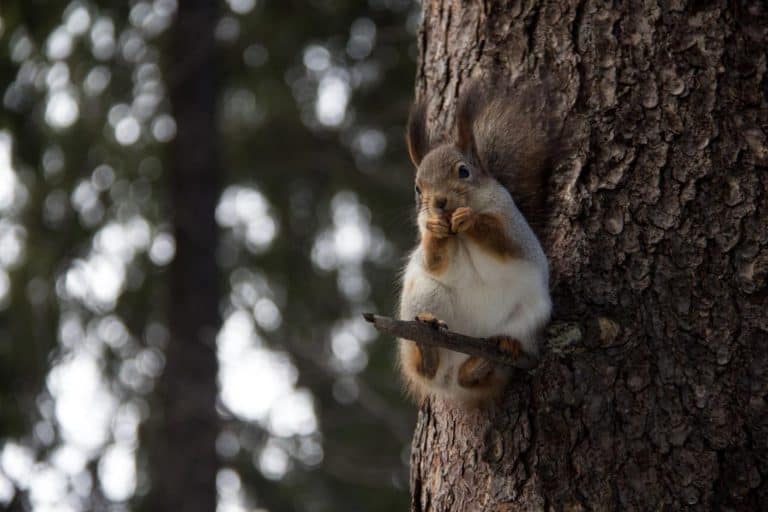 What Eats Squirrels Which Animals are the Top Predators Squirrels 