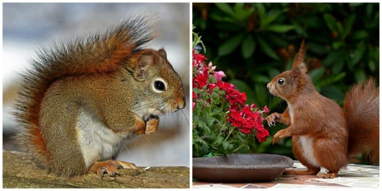 Red Squirrel Facts (Eurasian, American and Fox)