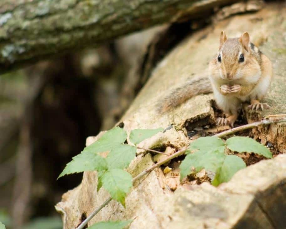 Streifenhörnchen für den Winter