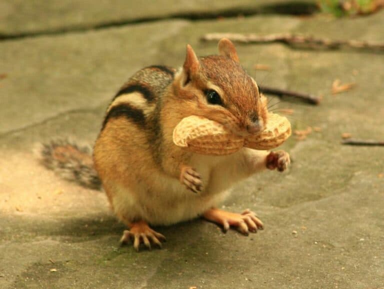 How Long Do Chipmunks Live? Lifespan In the Wild vs Captivity