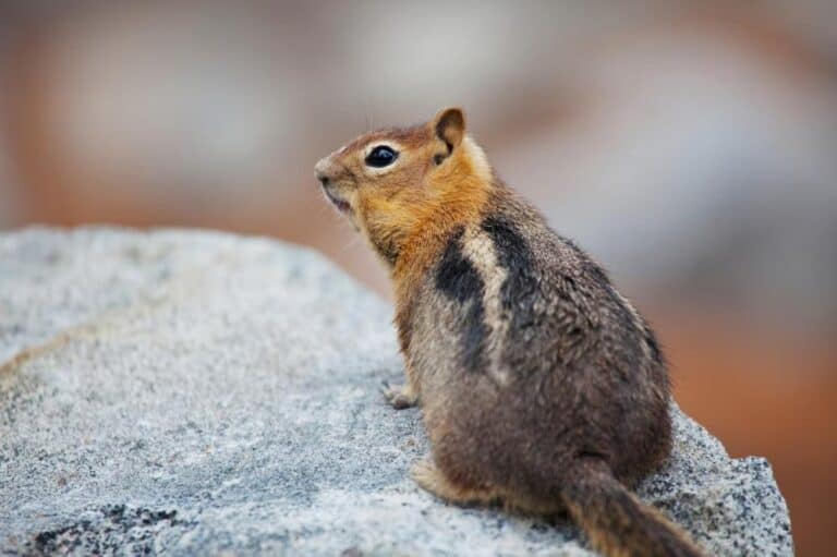 When Do Chipmunks Have Babies? Spring and Fall Litters - Squirrels at