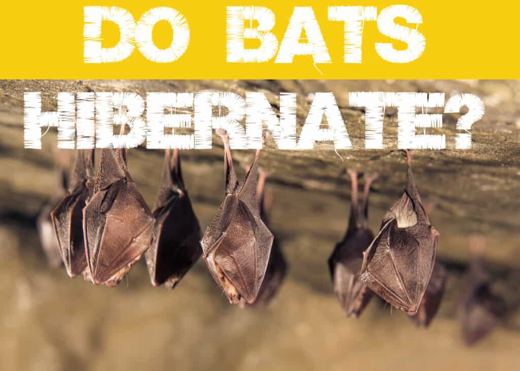 jasper is writing a research paper about why bats hibernate