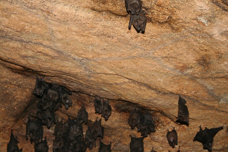 do bats hibernate in maryland
