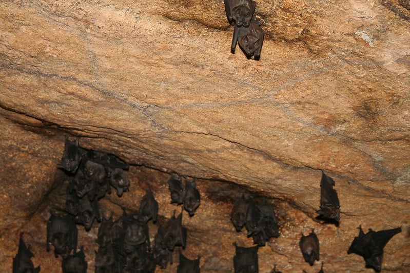 Do Bats Hibernate How Do They Survive The Winter 