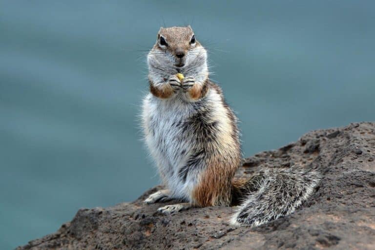 What Animals Eat Chipmunks? Predators on the Prowl!