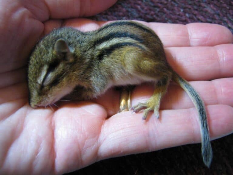 What To Feed A Baby Chipmunk: A Complete Care Guide - Squirrels at the