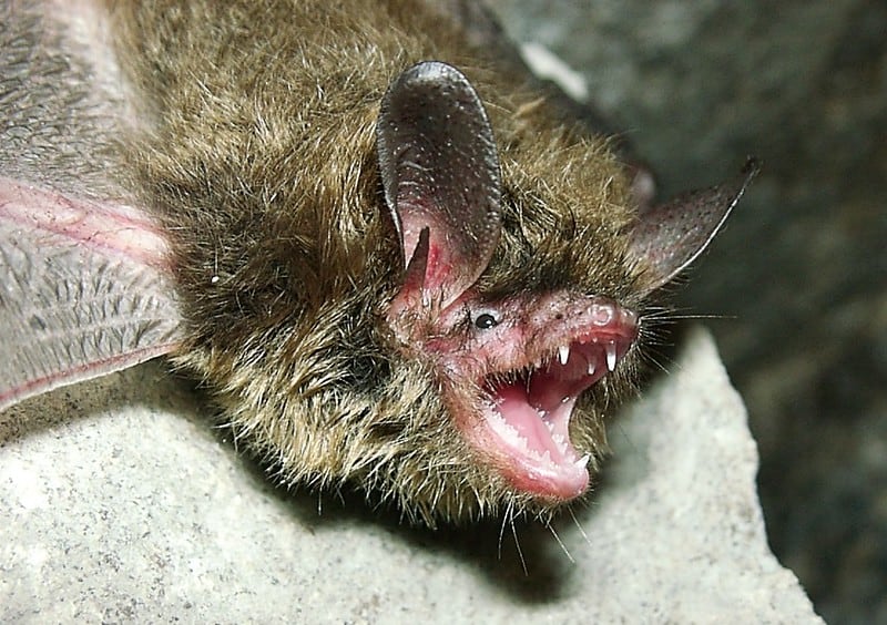 brown bat bite