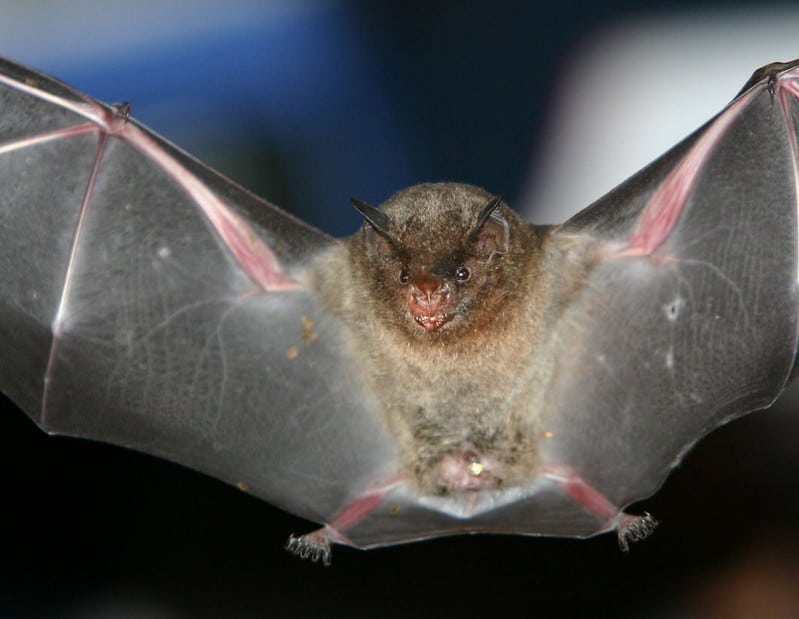 Do Bats Fly During The Day?