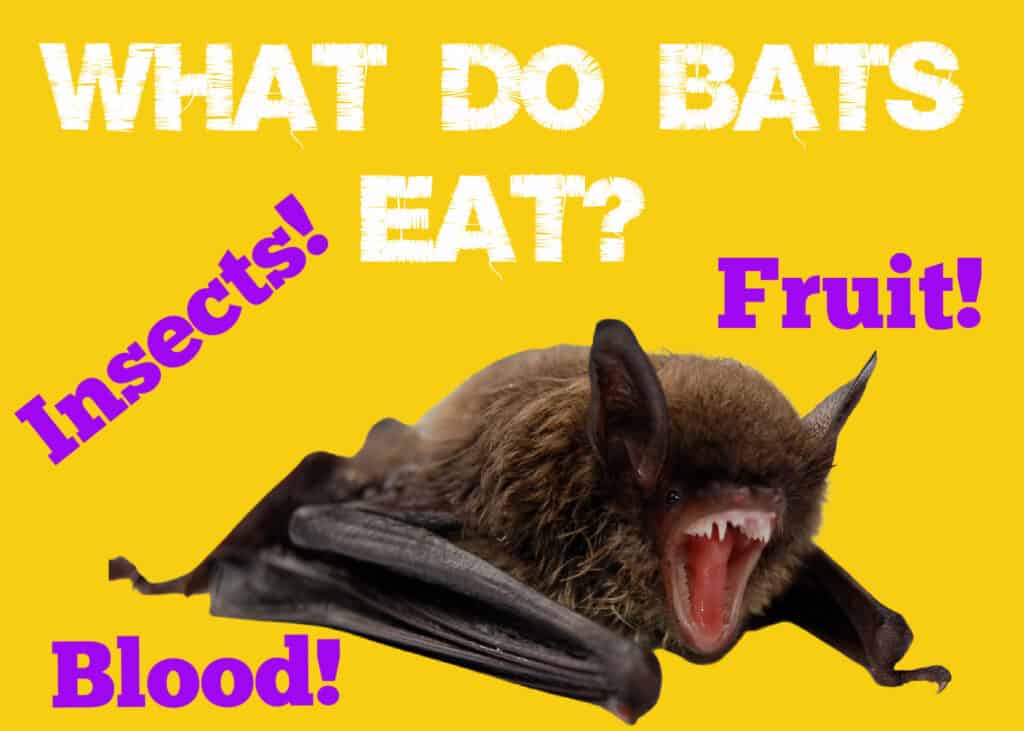 What Do Bats Eat: Insects, Fruit and Blood!