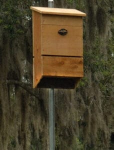 Best Bat Houses For Sale And Where To Install - Squirrels at the Feeder