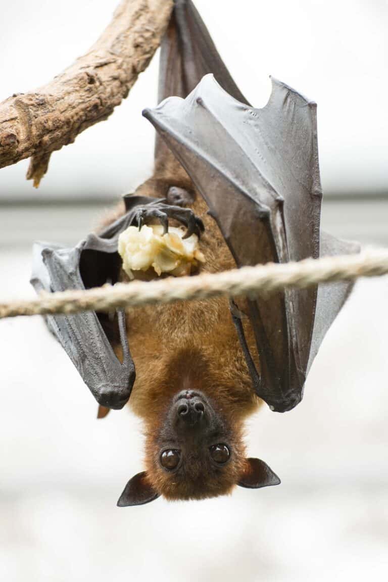 bats drink blood sleep