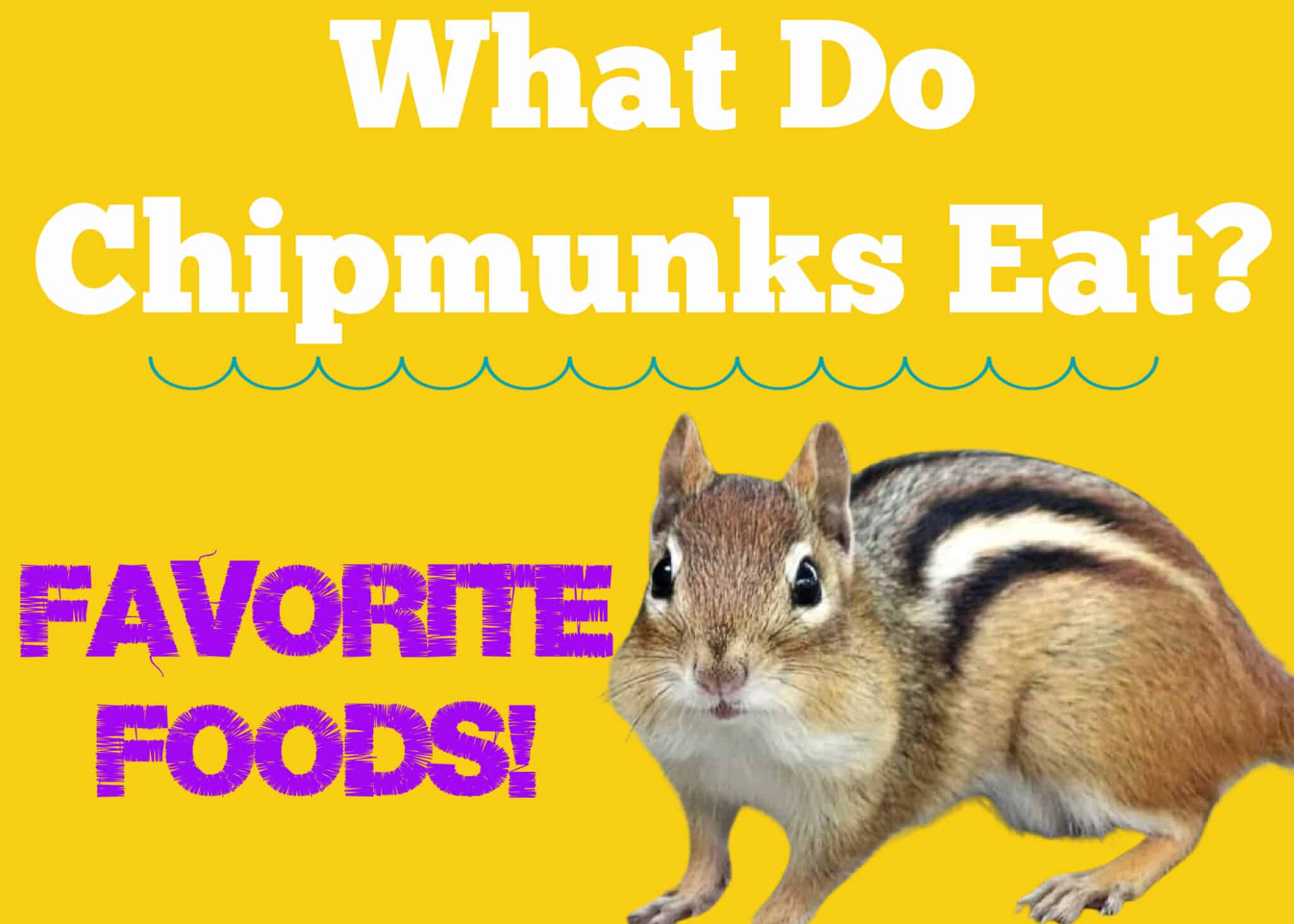 What Do Chipmunks Eat? What Food Do They Like? - Squirrels at the Feeder