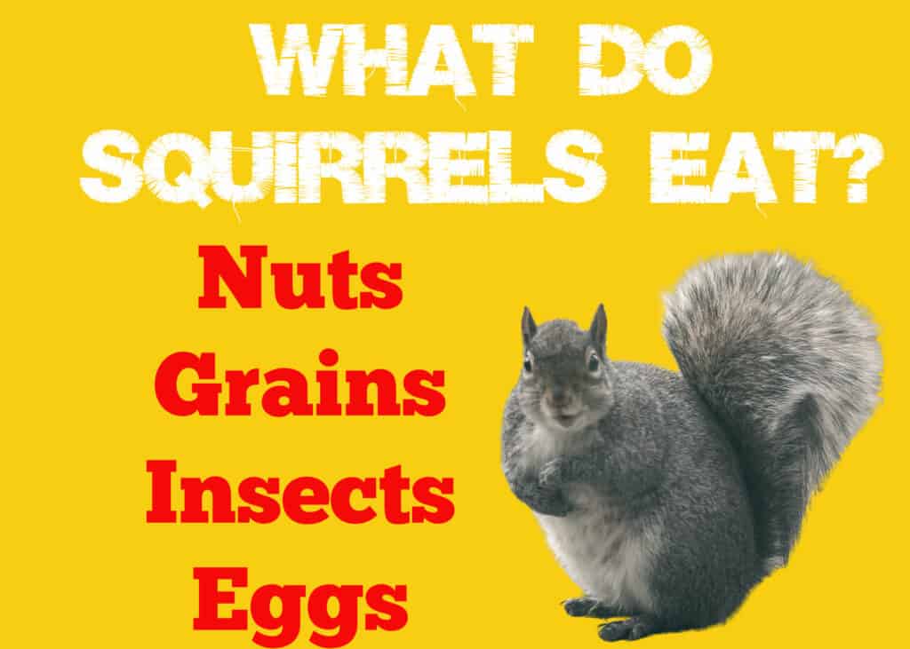 What Do Squirrels Eat? Two Big Surprises!