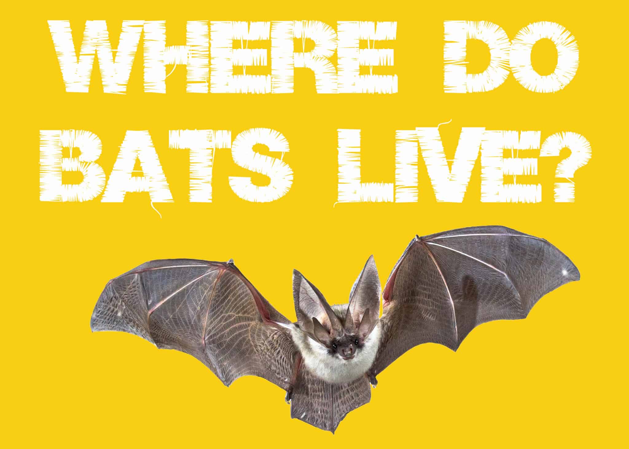 where-do-bats-live-during-the-day-what-about-winter-squirrels-at