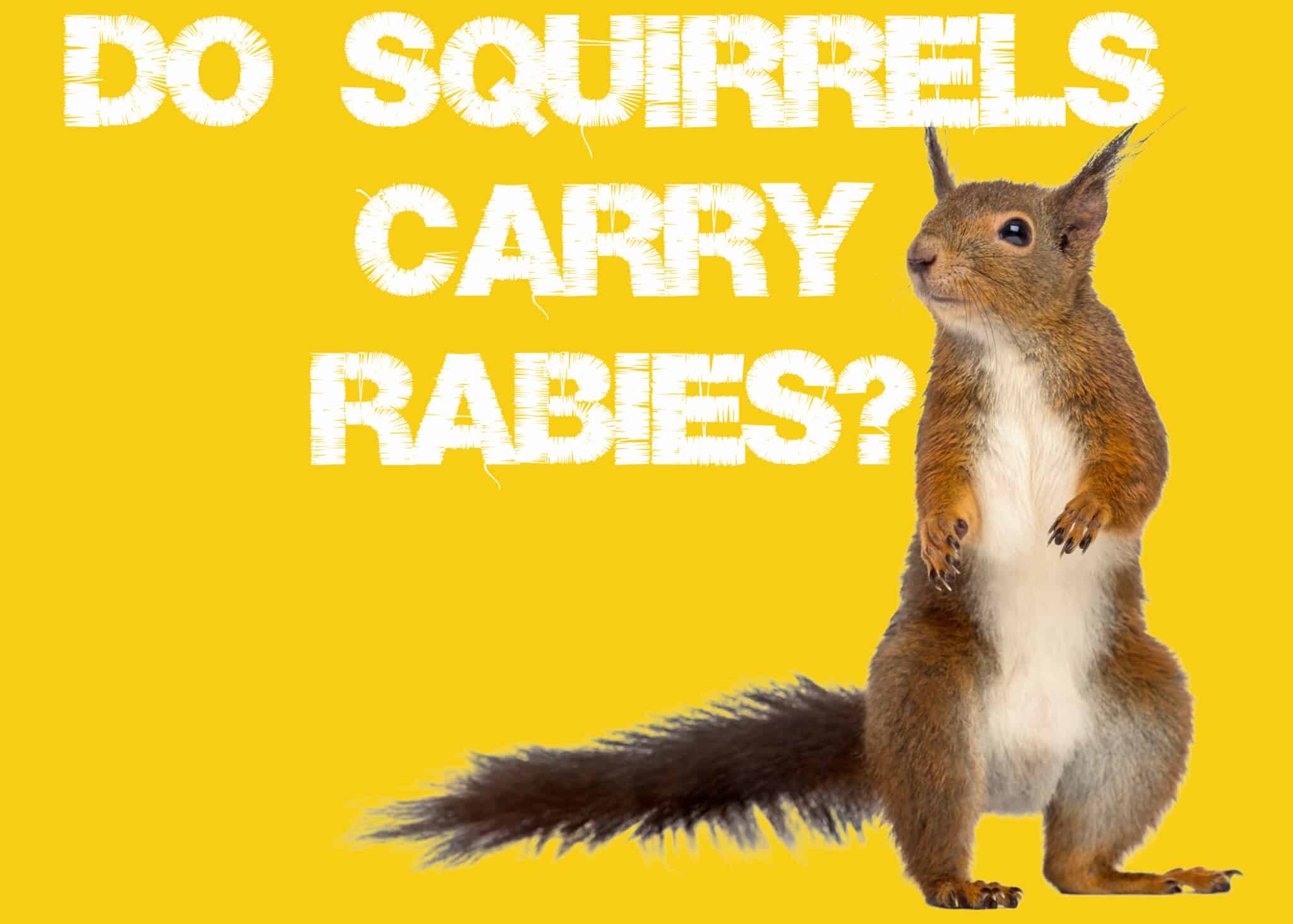 Do Squirrels Carry Rabies? What Diseases Do They Get? Squirrels at