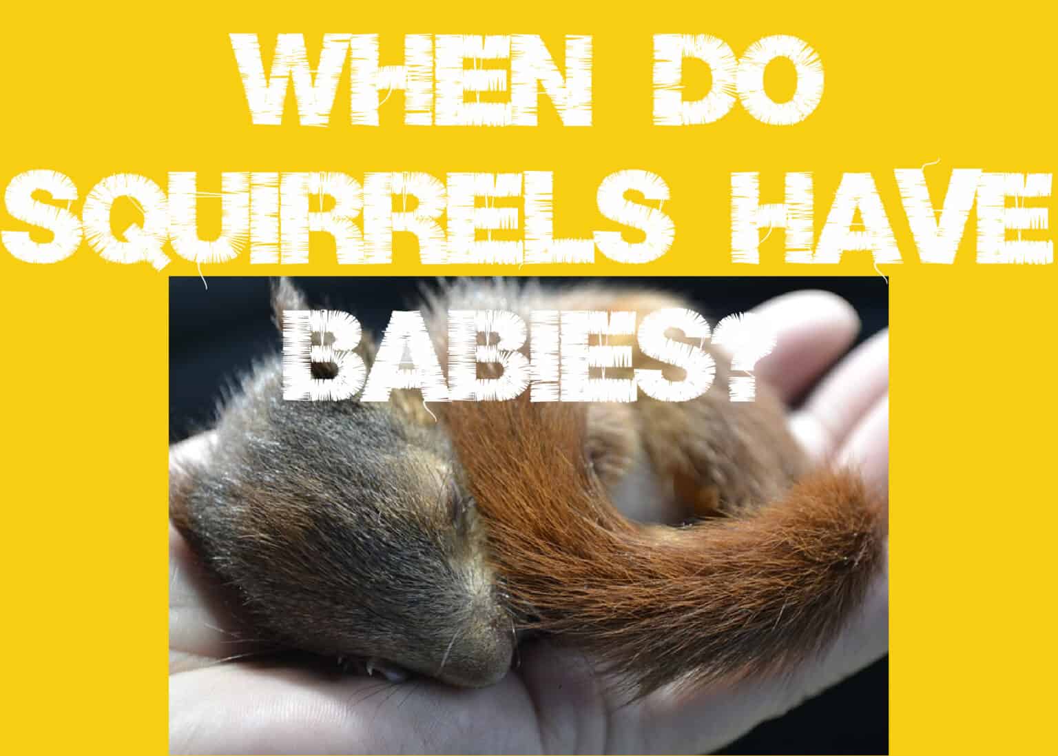 When Do Squirrels Have Babies And How Many Are In A Litter?