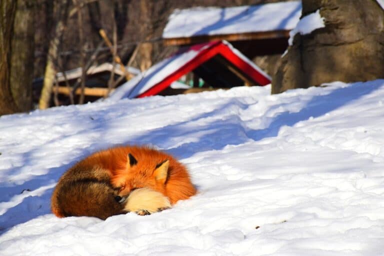 [The Truth About Foxes] Do Foxes Hibernate? - Squirrels at the Feeder