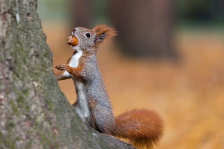 What Squirrels Love to Eat: A Journey through Their Dietary Habits ...