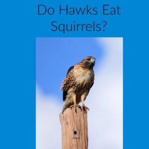 hawk vs squirrel predator prey relationship