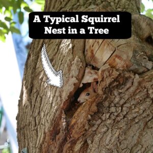 Where Do Squirrels Live? {Grey, Black, Red and Flying!} - Squirrels at ...