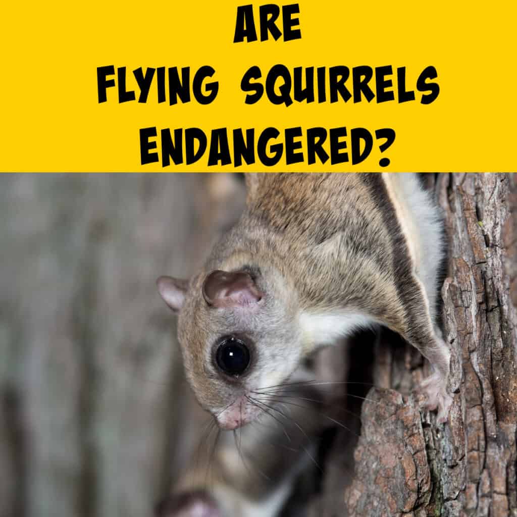 Which Species of Flying Squirrels Are Endangered? - Squirrels at the Feeder