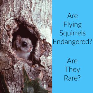 Are Flying Squirrels Endangered? Where Are They Found?