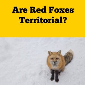 Are Red Foxes Territorial? - Squirrels at the Feeder