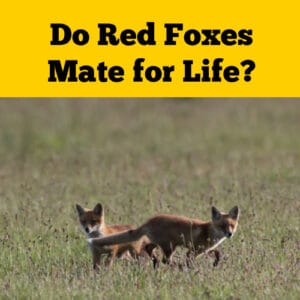 Do Red Foxes Mate for Life? - Squirrels at the Feeder