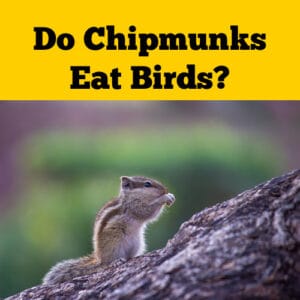 Do Chipmunks Eat Birds? Or Do They Only Eat Nuts?? - Squirrels at the