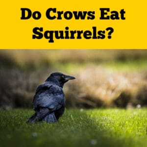 Do Crows Eat Squirrels? (Or is it the Other Way Around?) - Squirrels at ...