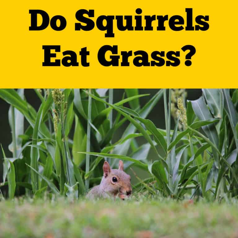 Do Squirrels Eat Grass? Lawn Damage Concerns! - Squirrels at the Feeder