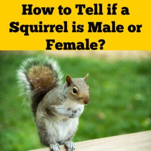 How to Tell if a Squirrel is a Male or Female? - Squirrels at the Feeder