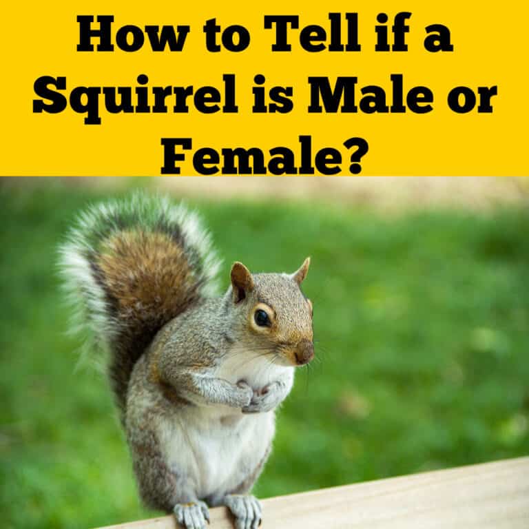 pictures of male and female squirrels        <h3 class=