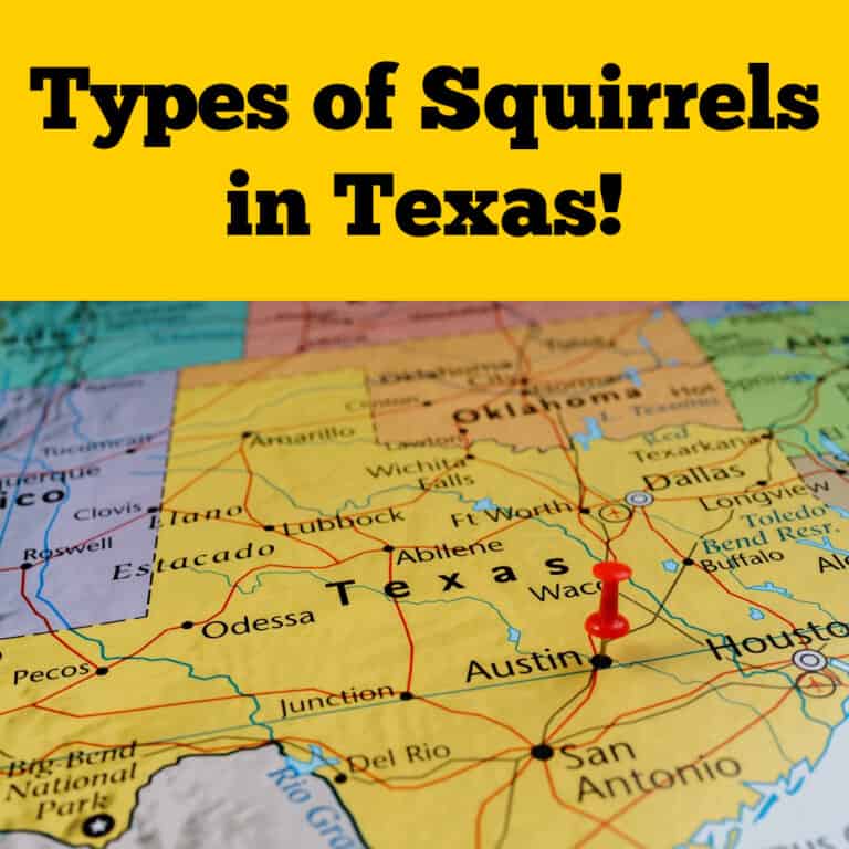 Types of Squirrels in Texas 5 Main Types! - Squirrels at the Feeder