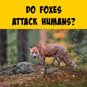 Do Foxes Really Attack Humans? A Deep Dive Into Behaviors. - Squirrels